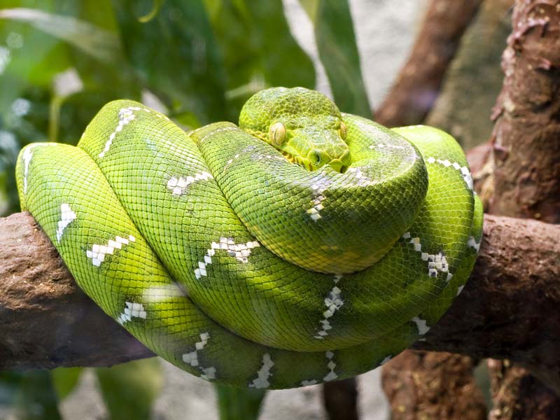 Canopy Layer Animals 7 Canopy Layer In The Rainforest There Are A Lot 