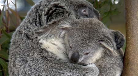 Highland lidenskabelig sortie Animals of Australia for kids