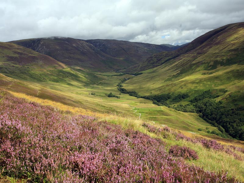 Plants In Scotland Scottish Curriculum For Excellence