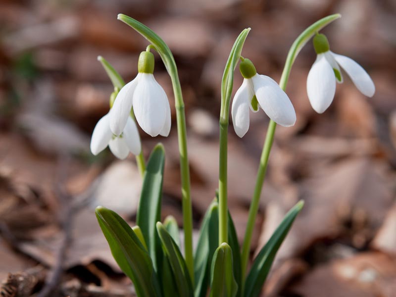 Plants In Scotland Scottish Curriculum For Excellence