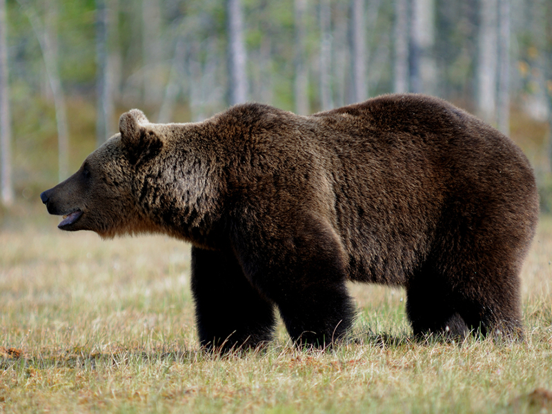 20+ Types Of Animals In Taiga Gif