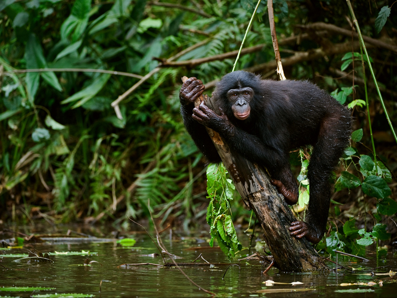 Congo Rainforest For Primary Kids