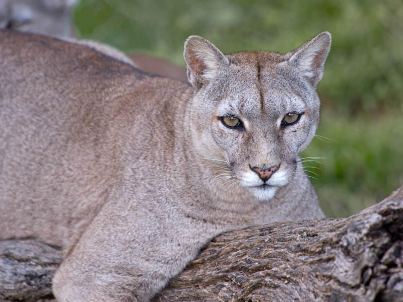 puma argentin